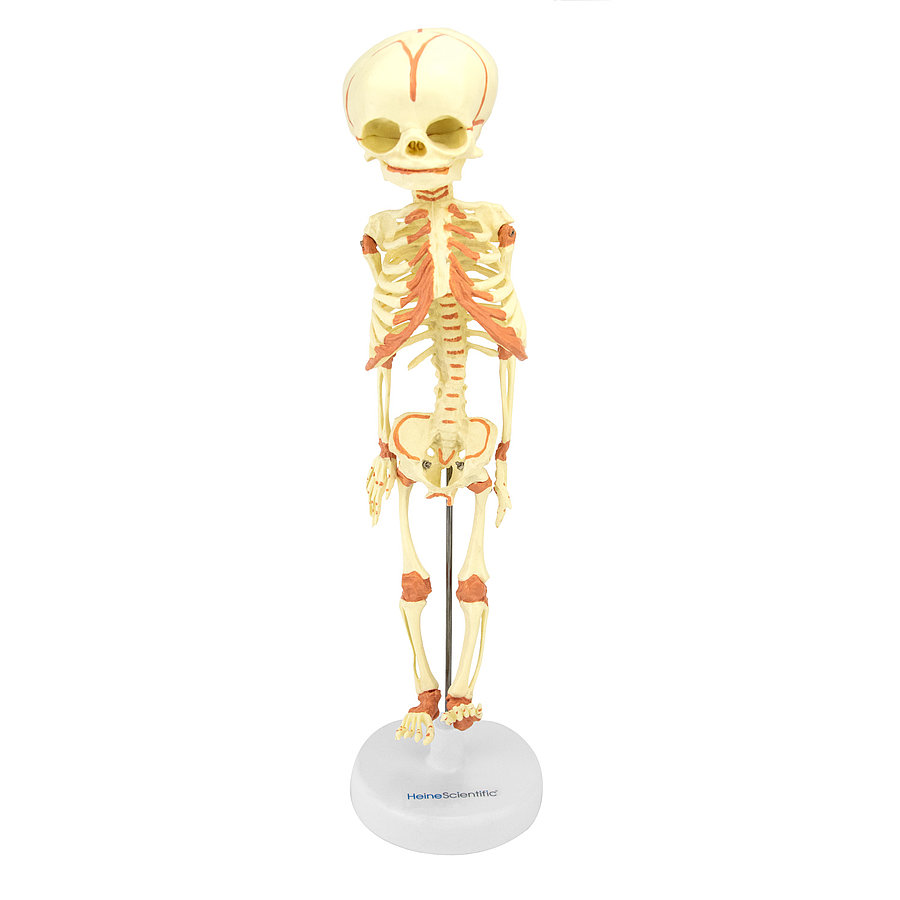 Foetal Skeleton Model